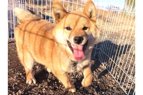 販売中の栃木県の柴犬-360139の2枚目